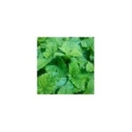Mélisse-citronnelle  - melissa officinalis