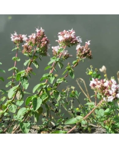 Marjolaine (origan) BIO - Origanum vulgare (Andreas Rockstein / flickr.com)