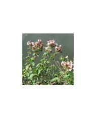 Marjolaine (origan) BIO - Origanum vulgare (Andreas Rockstein / flickr.com)