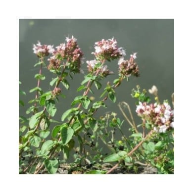 Marjolaine (origan) BIO - Origanum vulgare (Andreas Rockstein / flickr.com)
