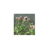 Marjolaine (origan) BIO - Origanum vulgare (Andreas Rockstein / flickr.com)