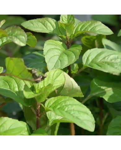 Menthe Citron BIO - Mentha citrata (David J. Stang / wikimedia.org)