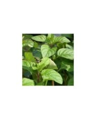 Menthe Citron BIO - Mentha citrata (David J. Stang / wikimedia.org)