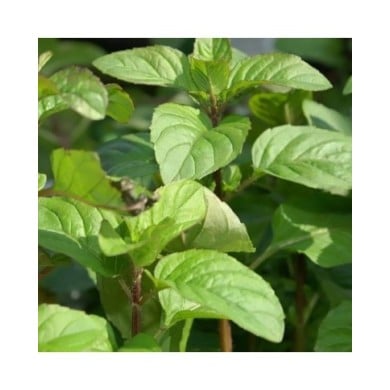 Menthe Citron BIO - Mentha citrata (David J. Stang / wikimedia.org)
