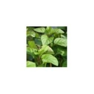 Menthe Citron BIO - Mentha citrata (David J. Stang / wikimedia.org)