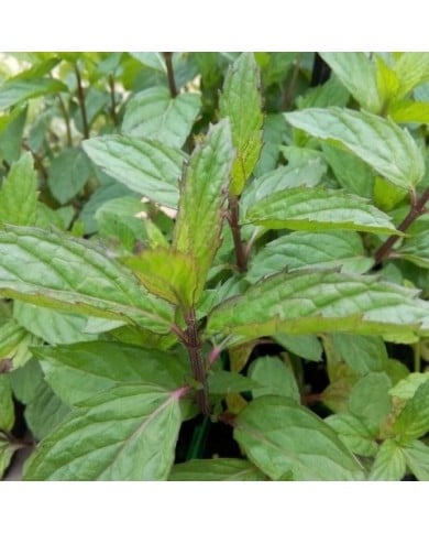 Menthe poivrée  - mentha piperata