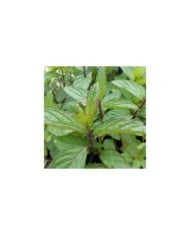 Menthe poivrée  - mentha piperata