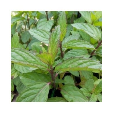 Menthe poivrée  - mentha piperata