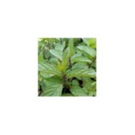 Menthe poivrée  - mentha piperata