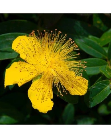 Millepertuis - Hypericum calycinum - fleurs (Ava Babili / flickr.com)