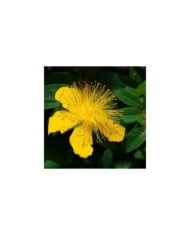 Millepertuis - Hypericum calycinum - fleurs (Ava Babili / flickr.com)