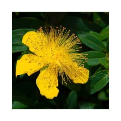 Millepertuis - Hypericum calycinum - fleurs (Ava Babili / flickr.com)