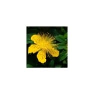 Millepertuis - Hypericum calycinum - fleurs (Ava Babili / flickr.com)