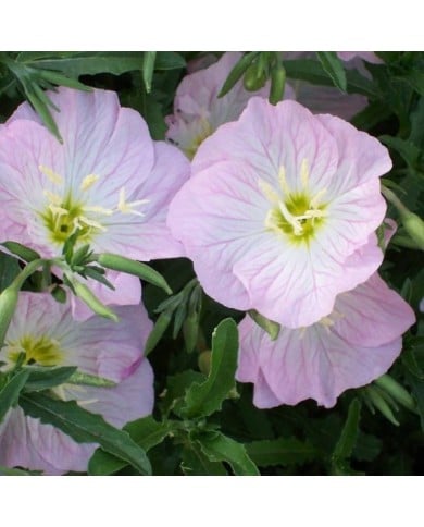 Oenothère rose - Oenothera speciosa (Patrick Standish)