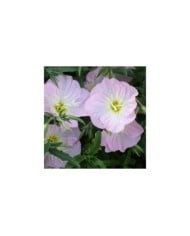 Oenothère rose - Oenothera speciosa (Patrick Standish)
