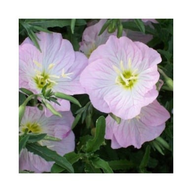 Oenothère rose - Oenothera speciosa (Patrick Standish)