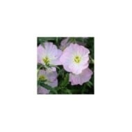 Oenothère rose - Oenothera speciosa (Patrick Standish)