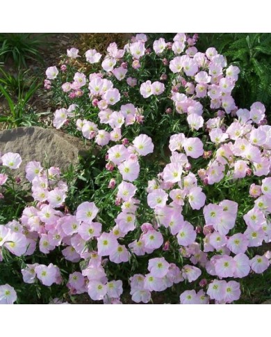 Oenothère rose - Oenothera speciosa (Patrick Standish)