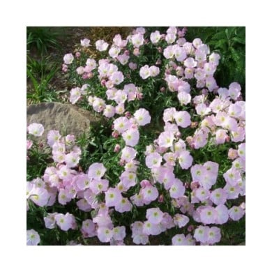 Oenothère rose - Oenothera speciosa (Patrick Standish)
