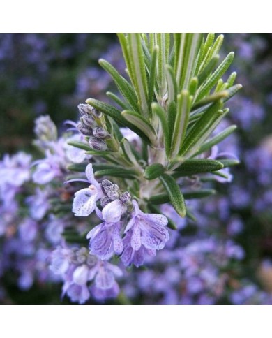 Rosmarinus officinalis - Romarin (THOR / wikimedia.org)