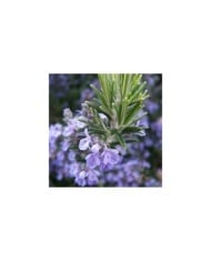 Rosmarinus officinalis - Romarin (THOR / wikimedia.org)