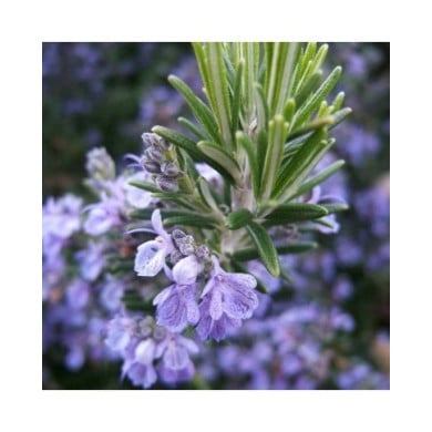 Rosmarinus officinalis - Romarin (THOR / wikimedia.org)