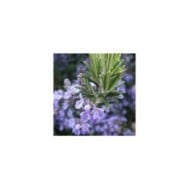 Rosmarinus officinalis - Romarin (THOR / wikimedia.org)