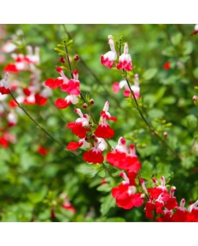 Sauge arbustive 'Hot Lips' (Bowonpat / stock.adobe.com)