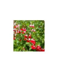 Sauge arbustive 'Hot Lips' (Bowonpat / stock.adobe.com)