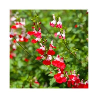 Sauge arbustive 'Hot Lips' (Bowonpat / stock.adobe.com)