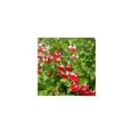 Sauge arbustive 'Hot Lips' (Bowonpat / stock.adobe.com)