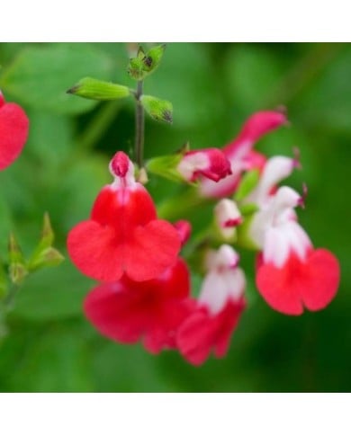 Salvia microphylla 'Hot Lips' (Flickr - John Freshney)
