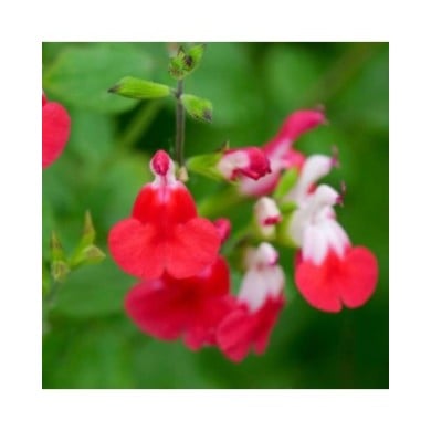 Salvia microphylla 'Hot Lips' (Flickr - John Freshney)