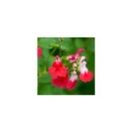 Salvia microphylla 'Hot Lips' (Flickr - John Freshney)