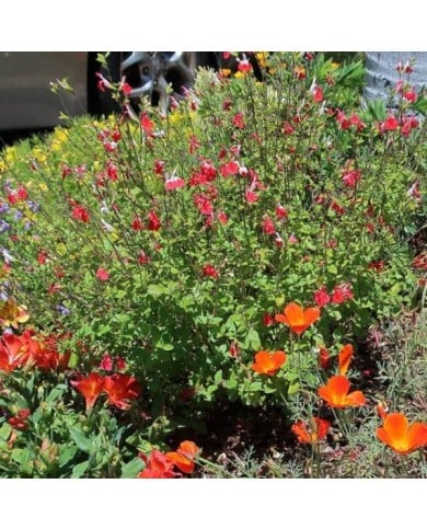 Salvia microphylla 'Hot Lips' (Flickr - cultivar413)