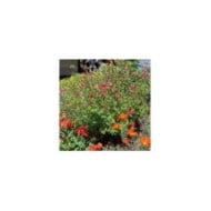 Salvia microphylla 'Hot Lips' (Flickr - cultivar413)
