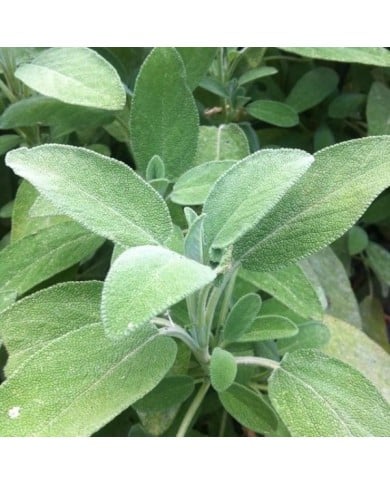 Sauge officinale  - salvia officinalis