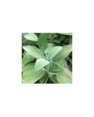 Sauge officinale  - salvia officinalis
