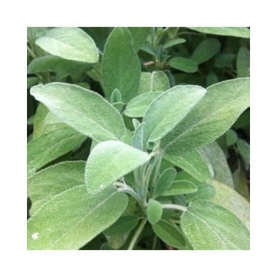 Sauge officinale  - salvia officinalis