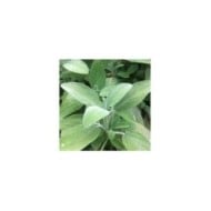 Sauge officinale  - salvia officinalis