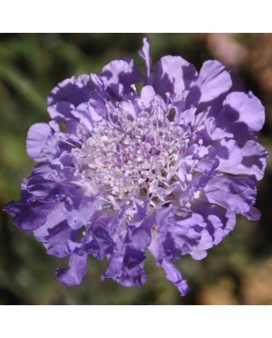 Scabieuse colombaire 'Butterfly Blue' - Scabiosa columbaria (Jack Wolf)