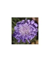 Scabieuse colombaire 'Butterfly Blue' - Scabiosa columbaria (Jack Wolf)
