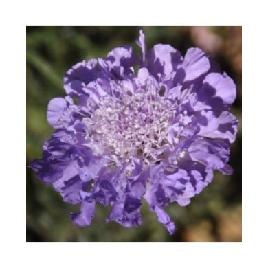 Scabieuse colombaire 'Butterfly Blue' - Scabiosa columbaria (Jack Wolf)