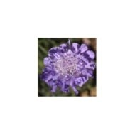 Scabieuse colombaire 'Butterfly Blue' - Scabiosa columbaria (Jack Wolf)