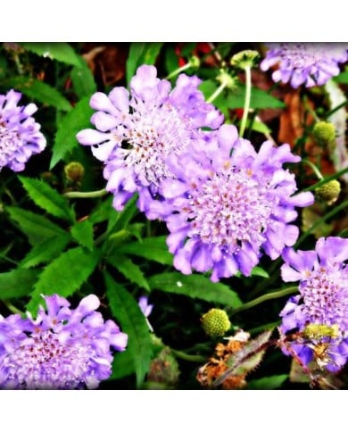 Scabieuse colombaire 'Butterfly Blue' - Scabiosa columbaria (CameliaTWU)