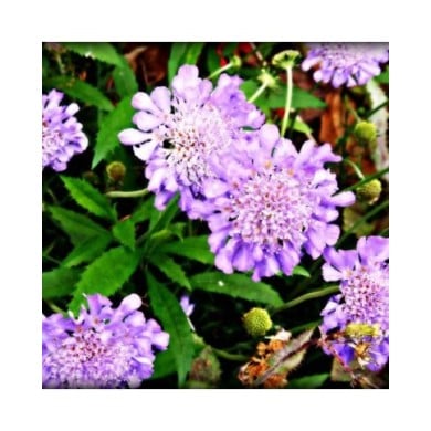 Scabieuse colombaire 'Butterfly Blue' - Scabiosa columbaria (CameliaTWU)