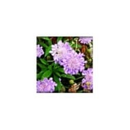 Scabieuse colombaire 'Butterfly Blue' - Scabiosa columbaria (CameliaTWU)