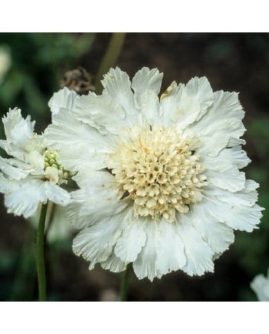Scabieuse du caucase à fleurs blanches (JAG Images / Adobe Stock)