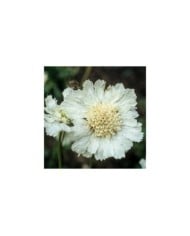 Scabieuse du caucase à fleurs blanches (JAG Images / Adobe Stock)