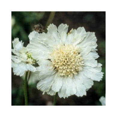 Scabieuse du caucase à fleurs blanches (JAG Images / Adobe Stock)